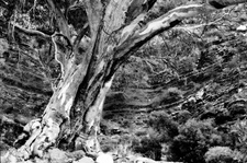 BKW129 Red Gum, Flinders Ranges, South Australia